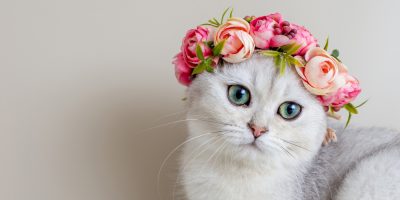 Primavera aumenta o risco de alergias nos gatos