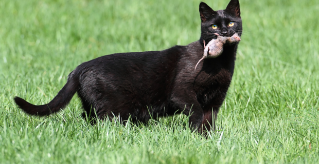 gato caçador