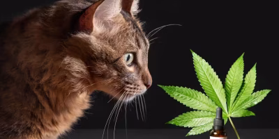 Cannabis medicinal ganha novo marco regulatório e abre caminho para a prática veterinária