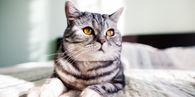 gato cinza