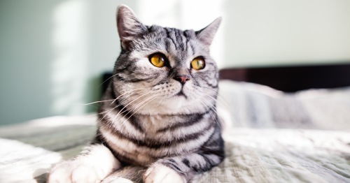 gato cinza