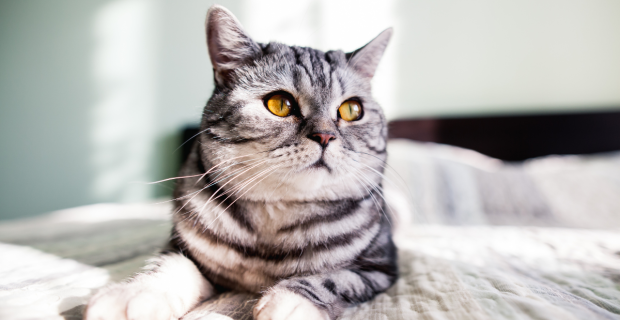 gato cinza