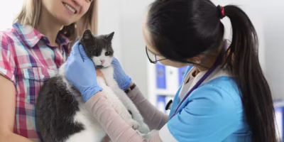 Importância do manejo do estresse em cães e gatos durante consultas veterinárias