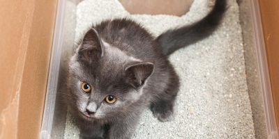 Urolitíase em cães e gatos: quando a dieta resolve e quando a cirurgia é necessária?