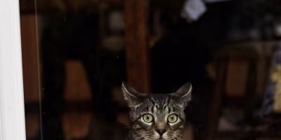 CBD pode ajudar a reduzir ansiedade em gatos expostos a ruídos intensos