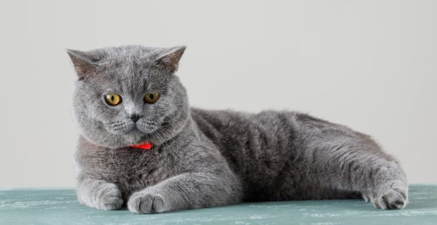 gato-cinzento-relaxante