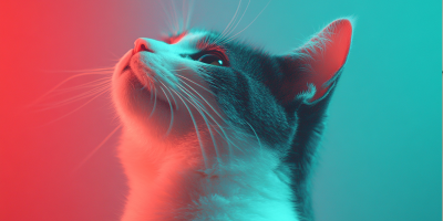 gato colors
