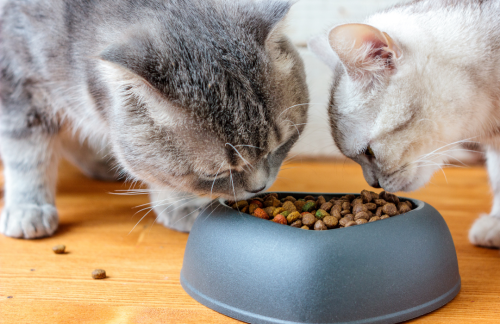 Ministério da Agricultura e Pecuária determina limites de micotoxinas em alimentos para pets