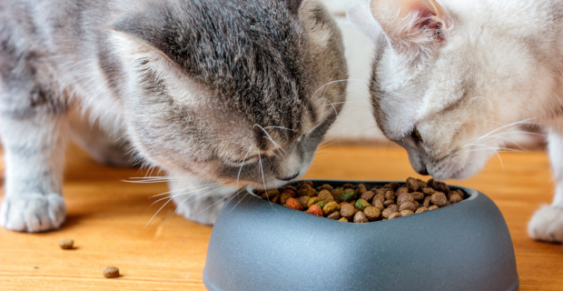 manejo nutricional gatos