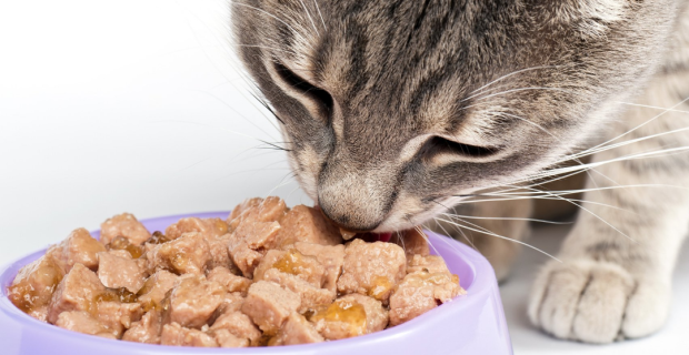 alimentos royal canin