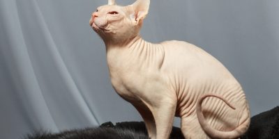 sphynx