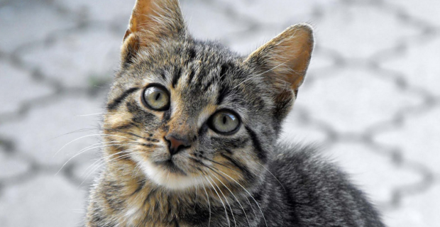 sarcoma cutâneo felino