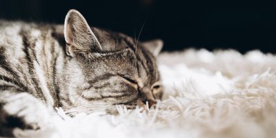 O lado da perda que a Medicina Veterinária quase não discute