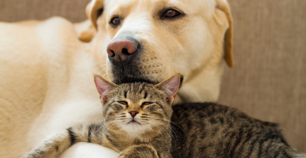 cachorro e gato