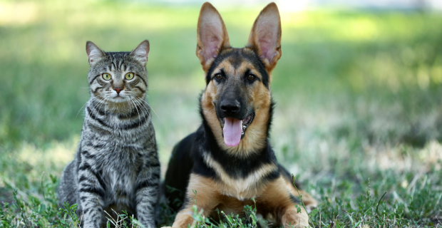 gato e cachorro