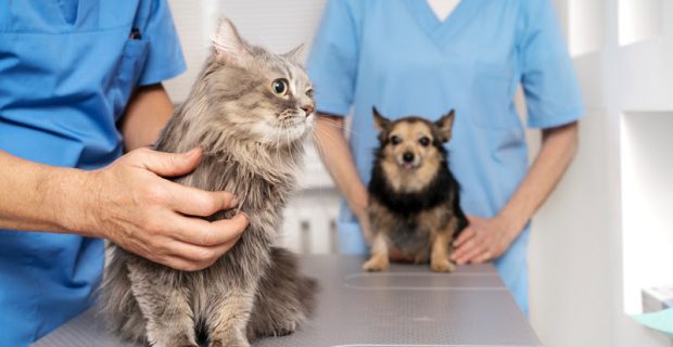 fisioterapia para pets