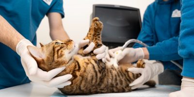Doença Inflamatória Intestinal x Linfoma de baixo grau em gatos: como diferenciar as duas enfermidades?