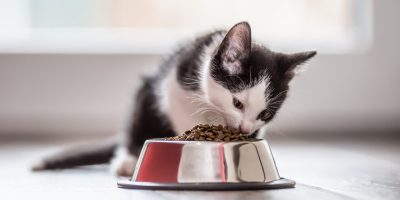 Técnicas de conservação mais simples ganham espaço na indústria de alimentos para pets
