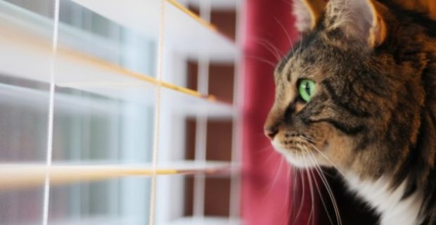 gato janela