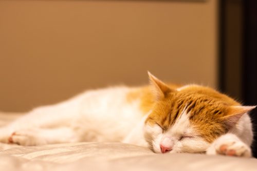 Pets sonham enquanto dormem e revivem experiências do dia a dia