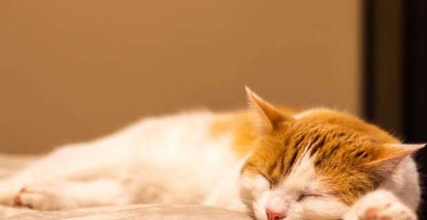 Pets sonham enquanto dormem e revivem experiências do dia a dia