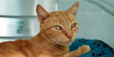 Gatos adoecem após coleta clandestina de sangue; quadros incluem anemia e infecções virais