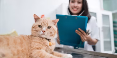 O segredo do sucesso no mercado pet