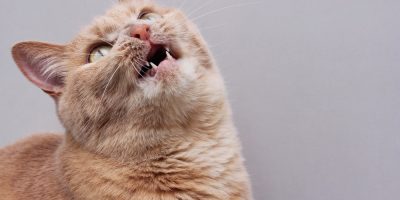 Confirmação de Raiva em gato em Jundiaí acende alerta para a importância da vacinação em pets