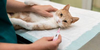 Gripe dos gatos: o que é, causas e tratamento da Rinotraqueíte