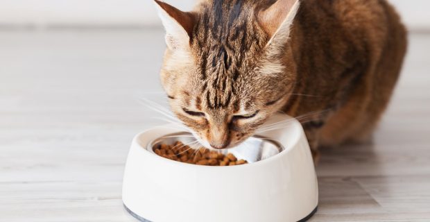 gato comendo