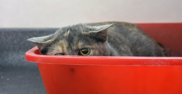 gato com medo