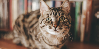 gato na preteleira