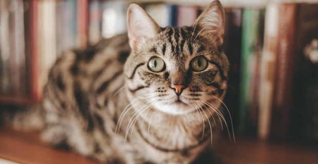 gato na preteleira