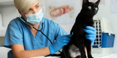 Check-ups ajudam a detectar precocemente doenças cardiovasculares em animais