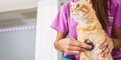 Programa Consultório Veterinário Móvel é aprovado em Natal