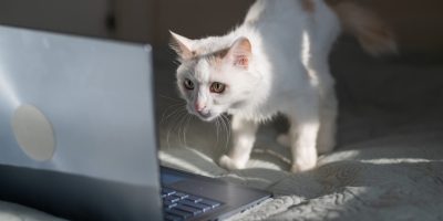 GATO OLHANDO PARA TELA DO COMPUTADOR