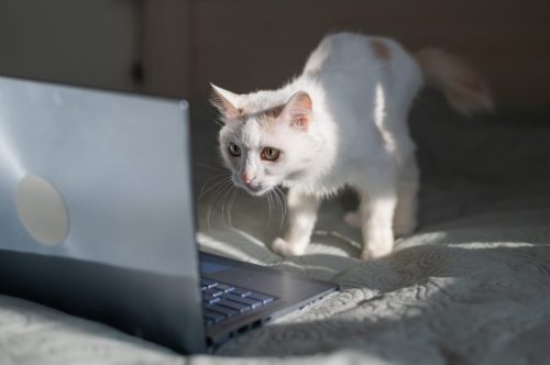 GATO OLHANDO PARA TELA DO COMPUTADOR