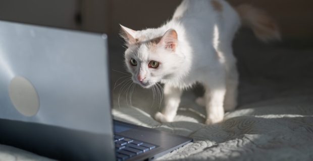 GATO OLHANDO PARA TELA DO COMPUTADOR