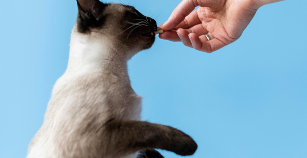 gato petisco