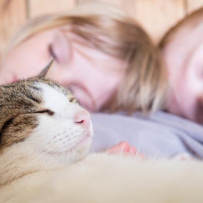 doenças cognitivas em gatos