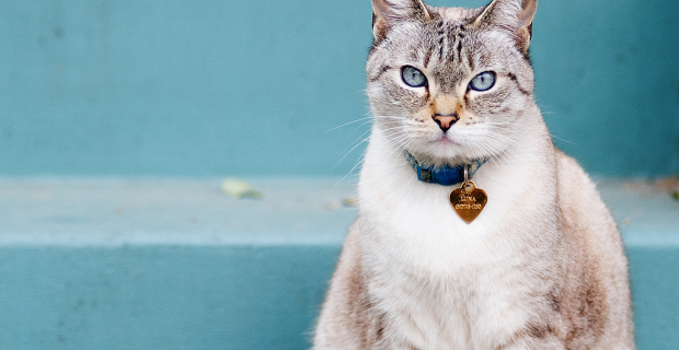 gato