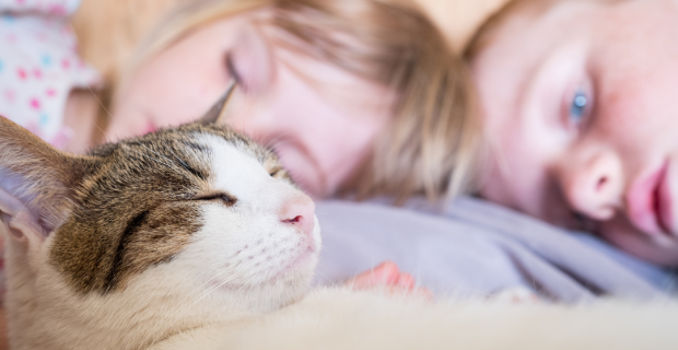 doenças cognitivas em gatos