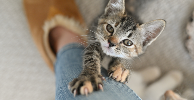 manejo gatos