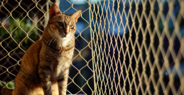 gato apartamento