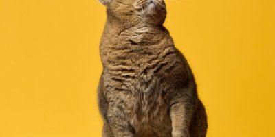 Combate a obesidade felina inclui trabalho em conjunto entre médicos-veterinários e tutores