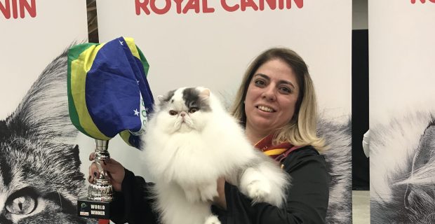 gato