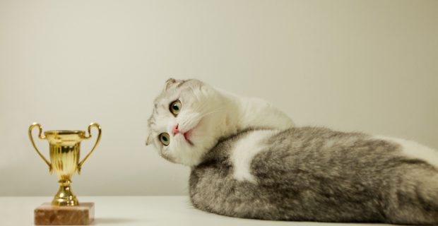 gato-scottish-fold-branco-com-seu-premiado-gato-campeao-deitado-com-seu-trofeu-dourado-focado-no-gato