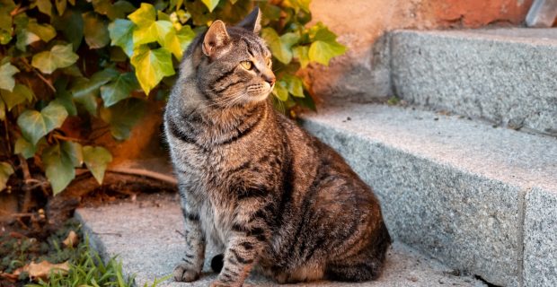 gato de rua