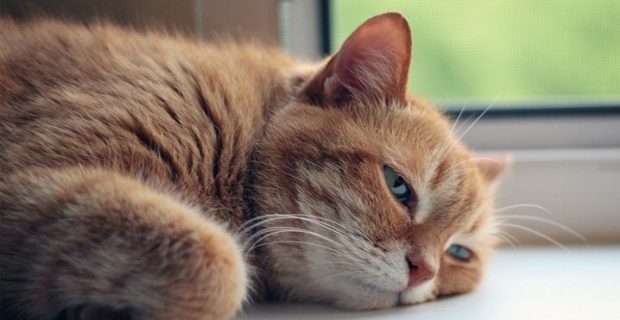 gato-sente-calor