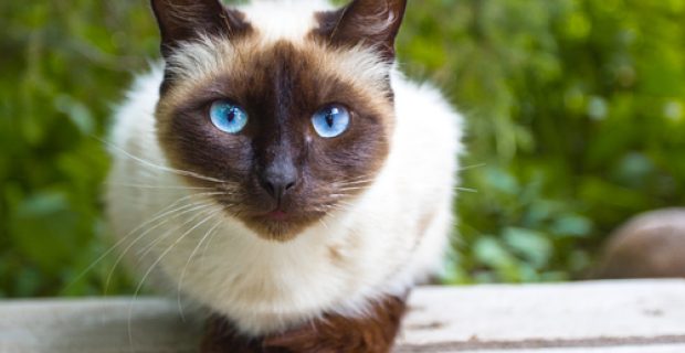 gato siames